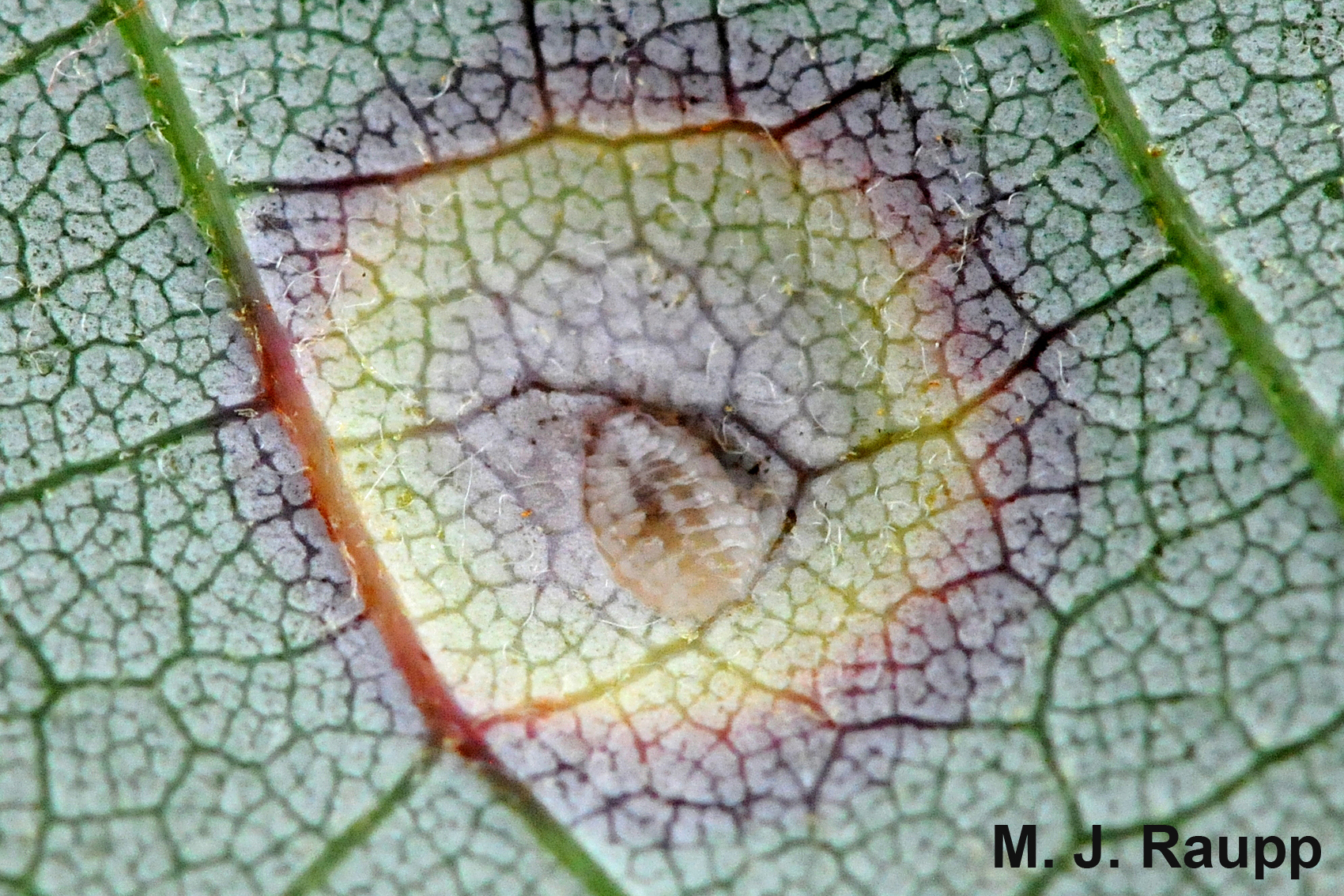 At the center of each eyespot a small translucent fly larva feeds. 