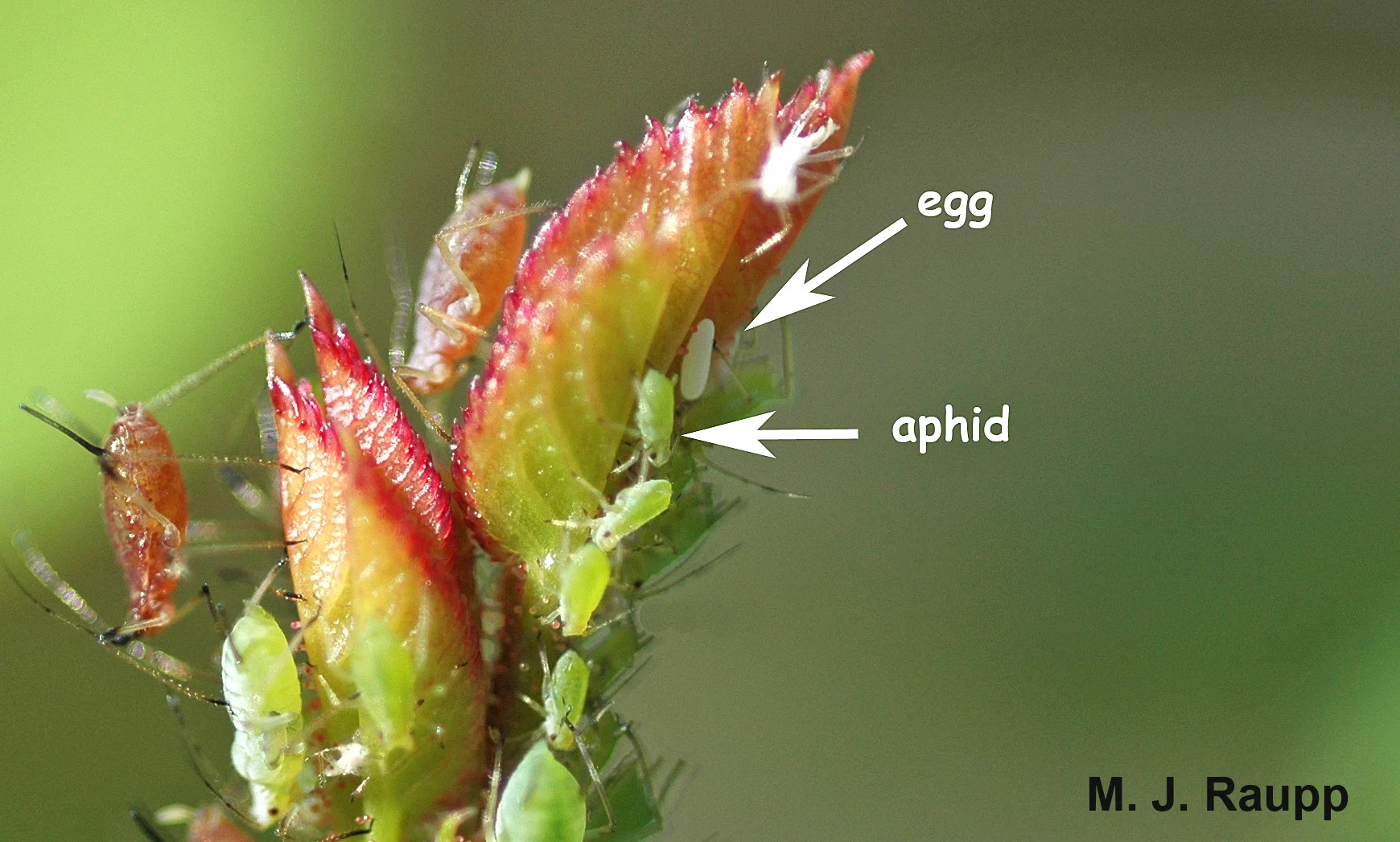 Unsuspecting aphids face certain death when the flower fly egg hatches in a few days. 