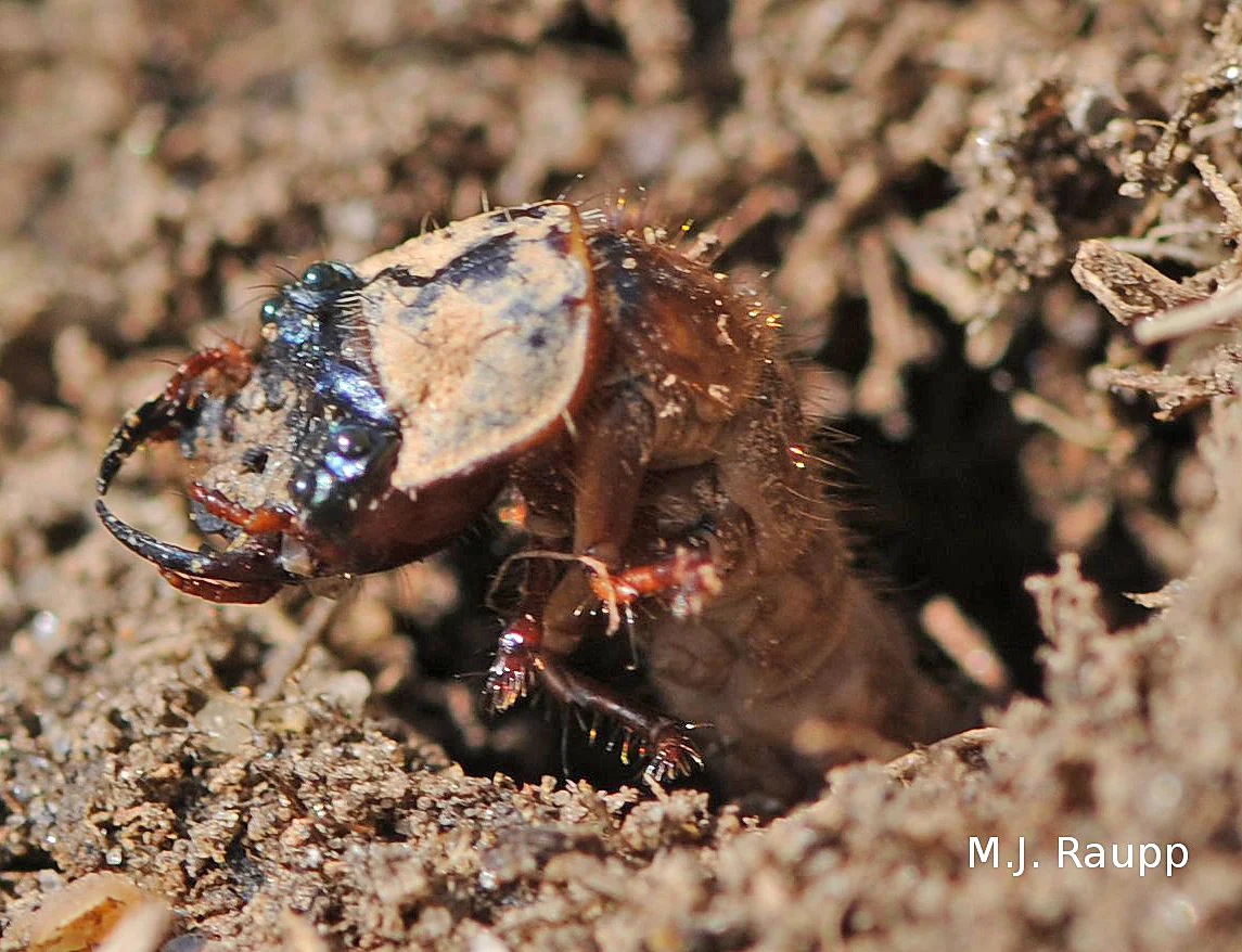 The strange looking tiger beetle larva lives in an underground lair and captures unsuspecting prey that stray too near.