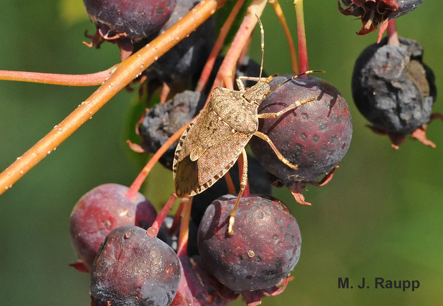 With the return of spring, brown marmorated stink bugs are on the move.