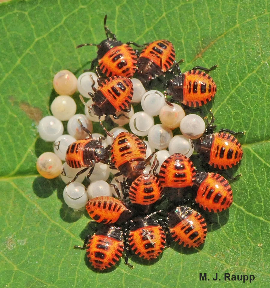 The pearly eggs and brightly colored newly hatched BMSB nymphs are not difficult to identify.
