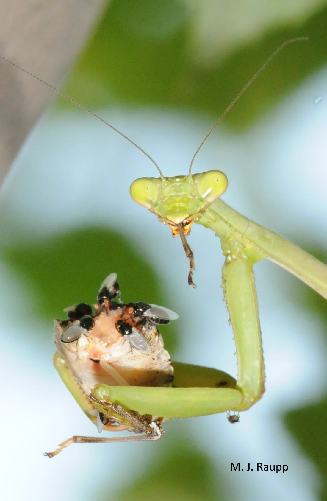 One farmer reported an outbreak of praying mantids in his stink bug-infested field. Let's hope this lass left behind dozens of hungry youngsters with wicked appetites for stink bugs!