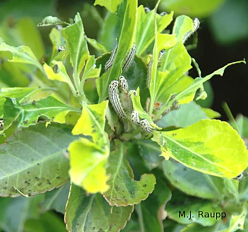 Damage has been done on these leaves by the Euonymus leaf notch caterpillar.