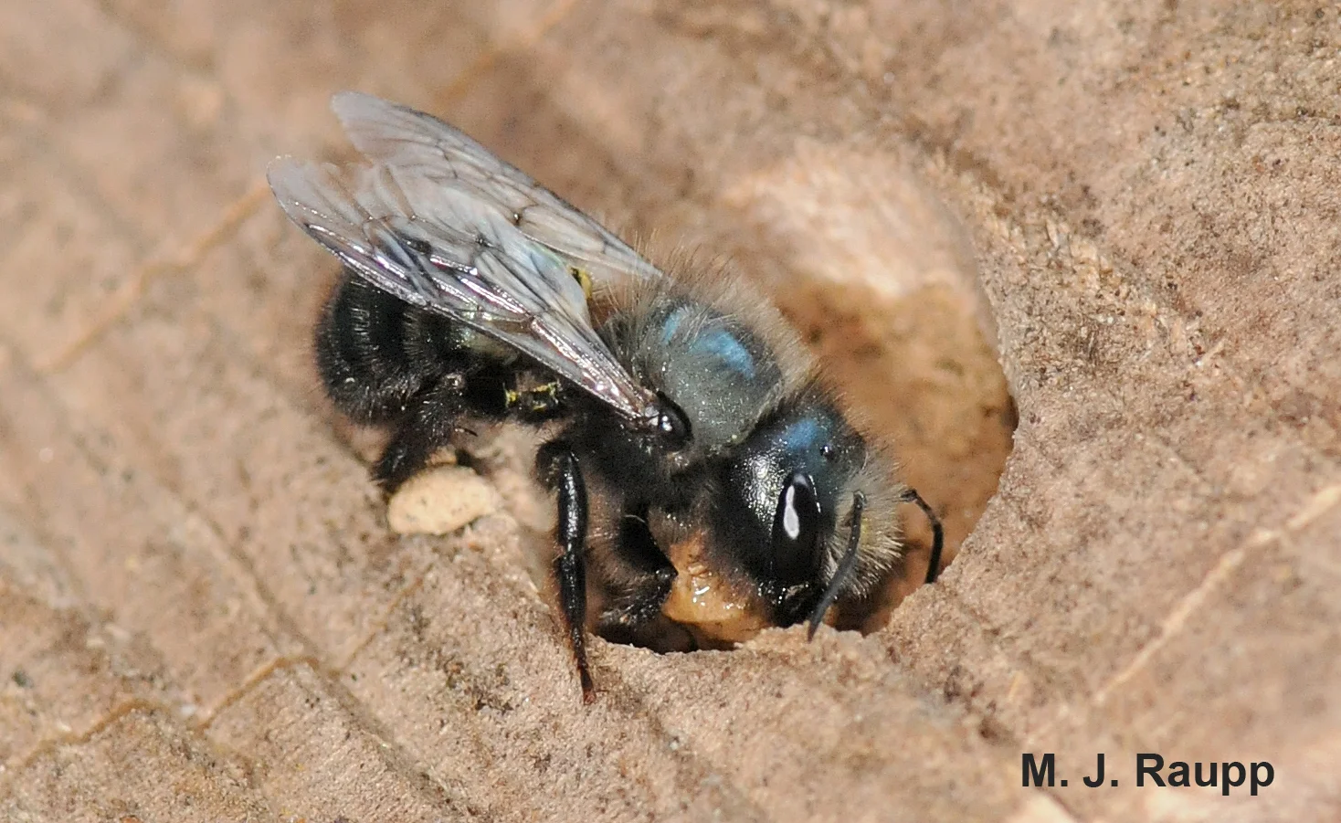 Blue orchard mason bees are early season pollinators of some of our most important fruit crops, like apples and cherries.