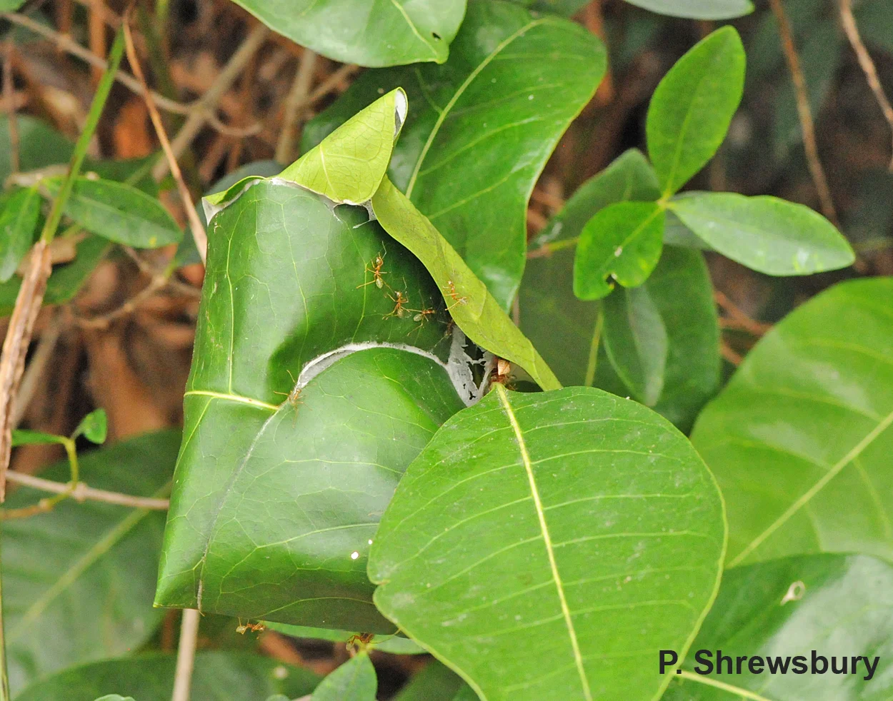 A single colony of green tree ants may consist of several smaller nests distributed in several trees.