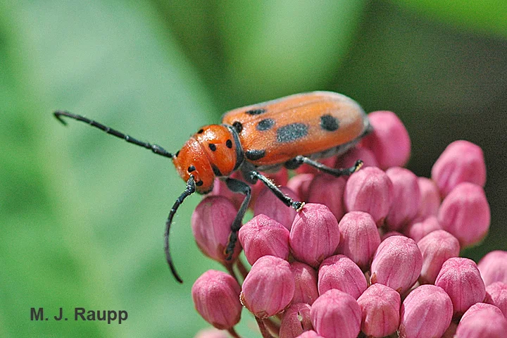 Red milkweed beetles adorn milkweed florets in summer. 