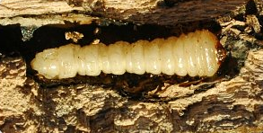 Roundheaded borers have powerful jaws but usually lack legs. 