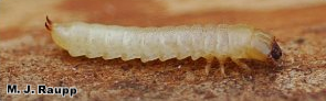 Although he is moving rather slowly now, this darkling beetle larva will develop quickly when warmer temperatures return,