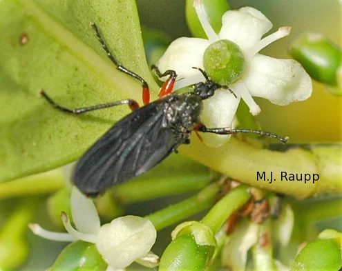 Lovebugs and other bibionid flies like this one commonly feed on nectar.