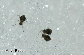 Despite chilly feet these spidery looking springtails are active in the snow.