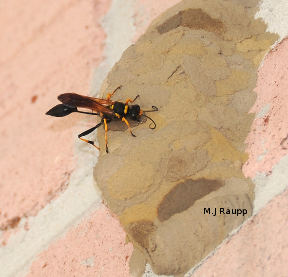 A yellow and black mud dauber puts finishing touches on brood chambers.