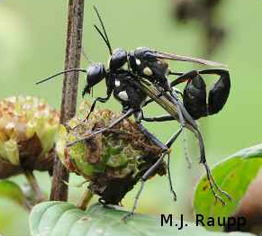 A mating pair of digger wasps, Eremnophila aureonotata, rest on a seed head.