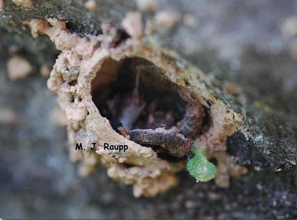 Green and brown caterpillars fill the small pot. 