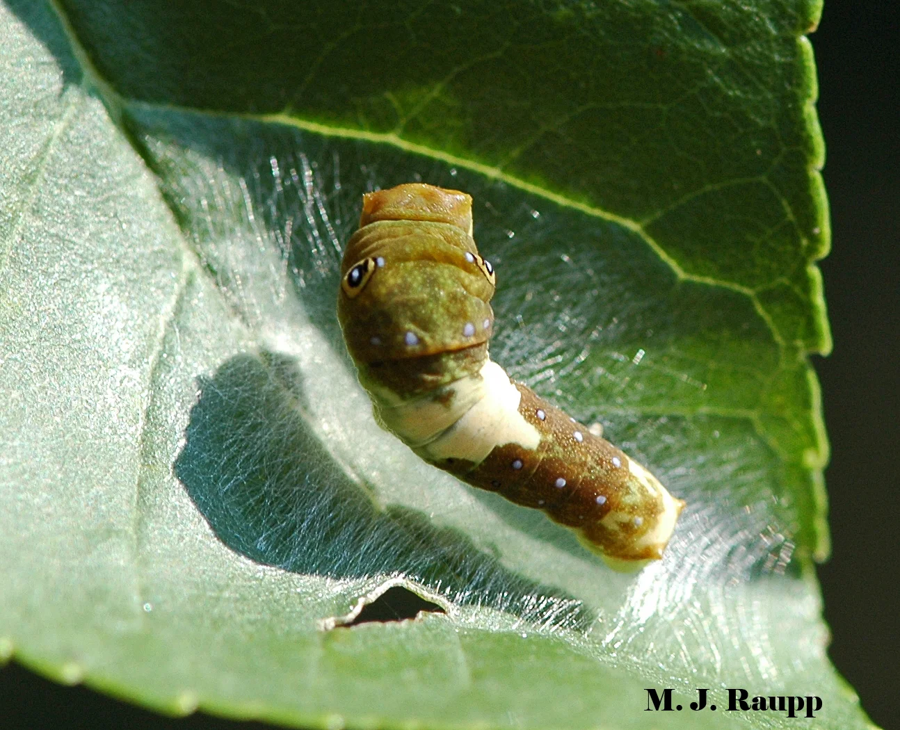 Young swallowtail larvae cleverly mimic bird droppings to
avoid becoming someone’s dinner.
