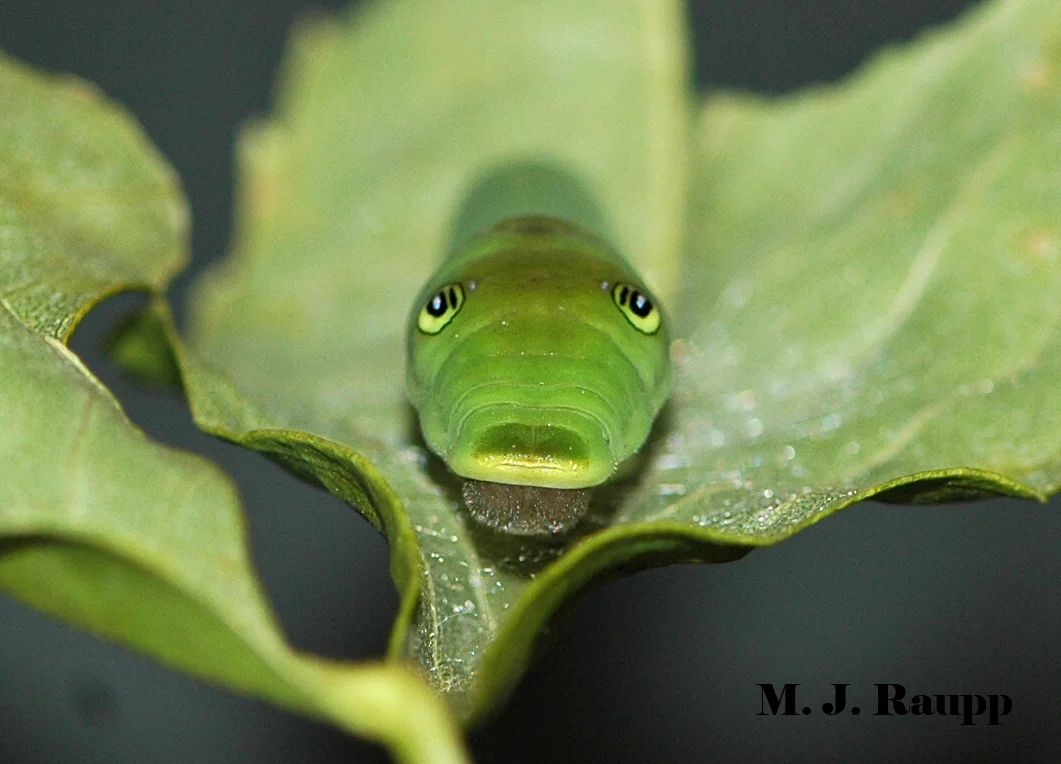 Large creepy eyespots of older swallowtail caterpillars
frighten would-be predators.
