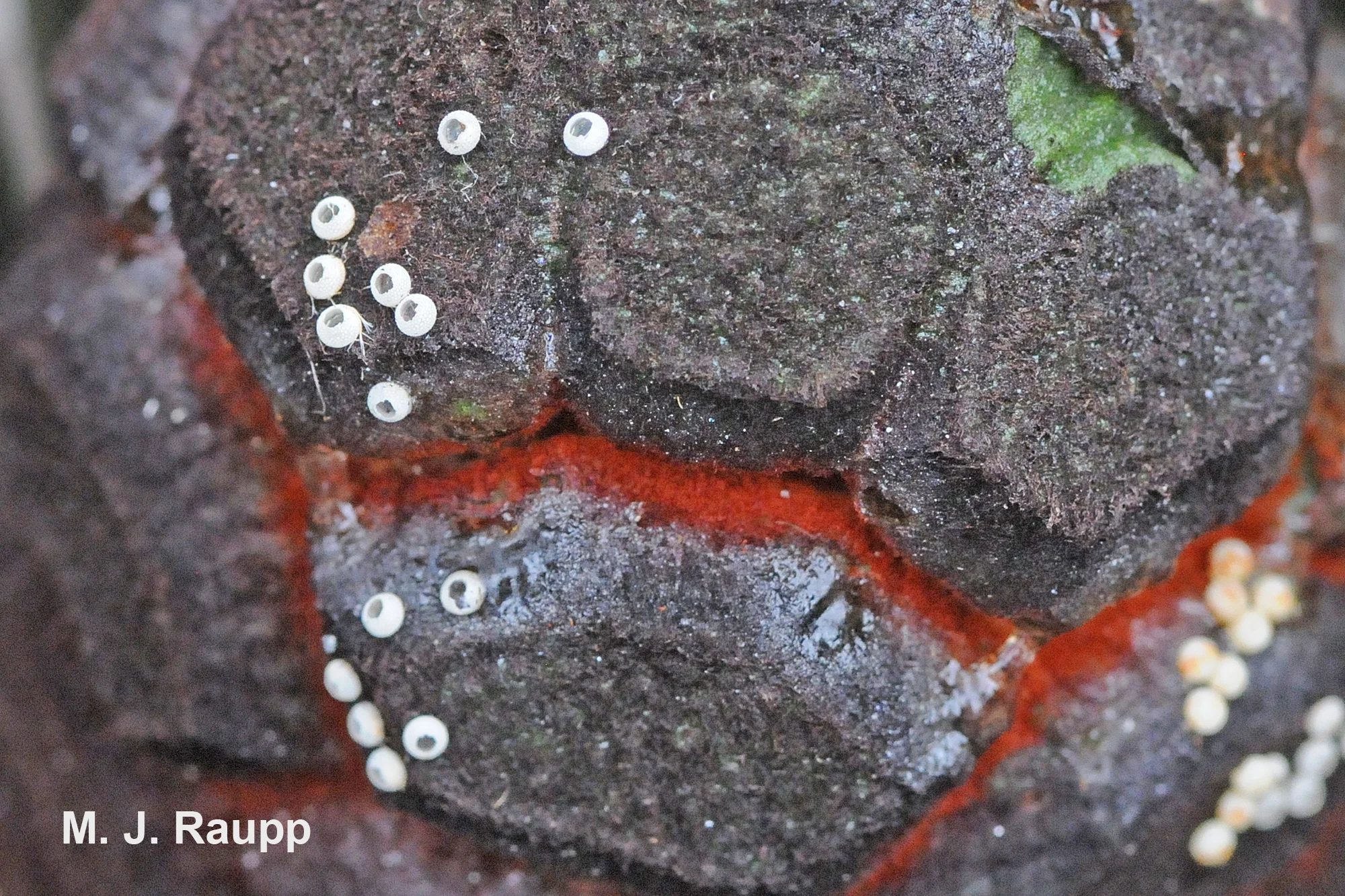 Hatched eggs of the Atala festoon the coontie's cones.