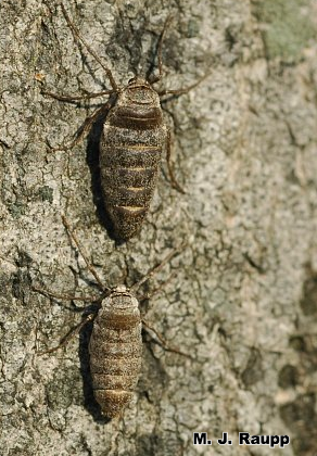 Two wingless female fall cankerworm moths bask in the January sun.