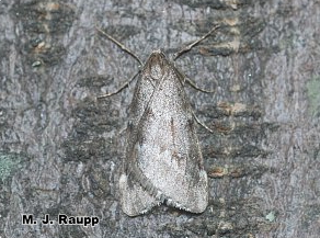 The fall cankerworm male is a good flyer and follows a scent trail to find his mate.