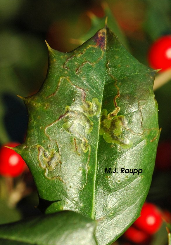 Snakelike galleries are a sure sign of holly leaf miners.