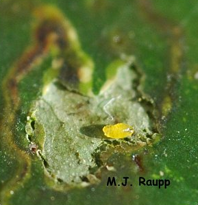 Peeling back the leaf surface reveals the yellow holly leaf miner larva feeding in the gallery below.