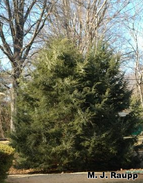 Eastern hemlocks are beautiful native trees well suited for home landscapes.