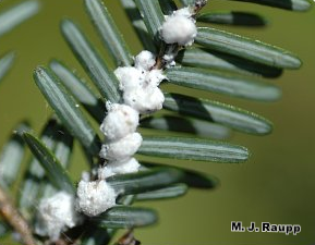 White bundles of fluffy wax are a sure sign of a woolly adelgid infestation on hemlocks.
