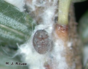 Beneath its waxy cover the adelgid robs the hemlock of vital reserves.