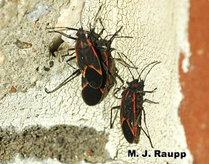 Boxelder bugs bask on bricks before entering the home.