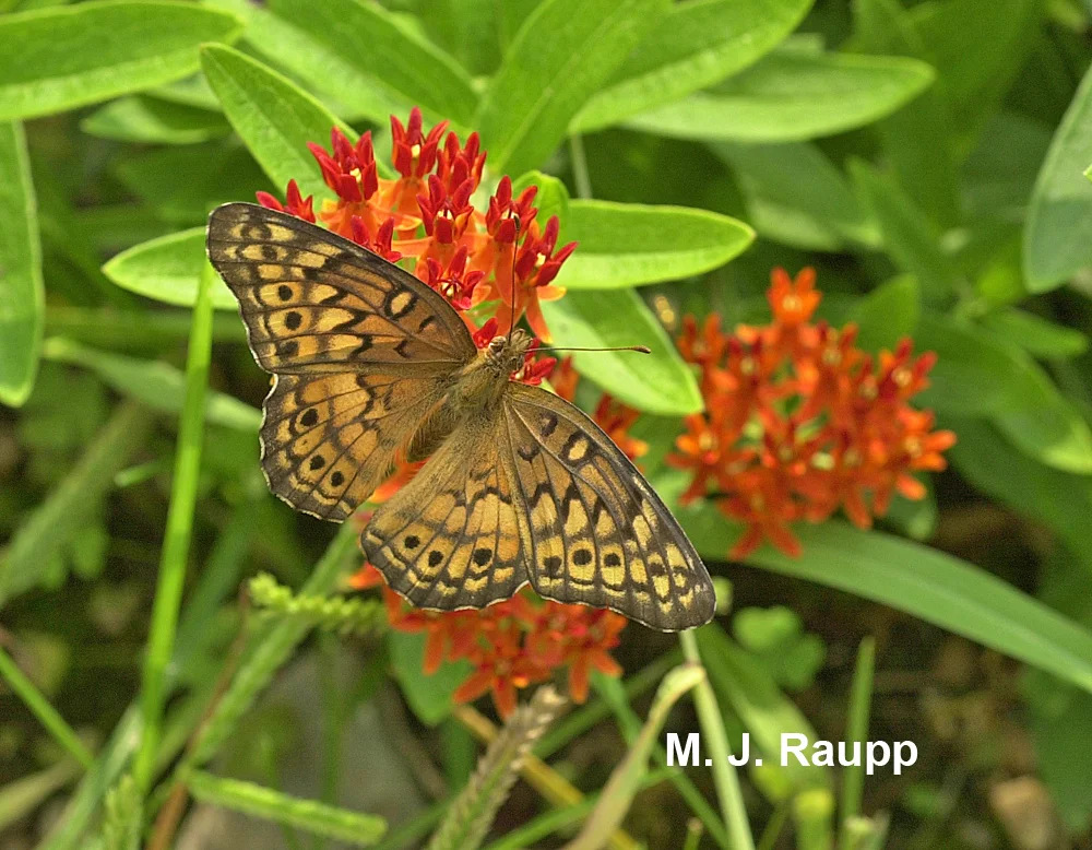Milkweeds are a favored source for nectar and pollen.