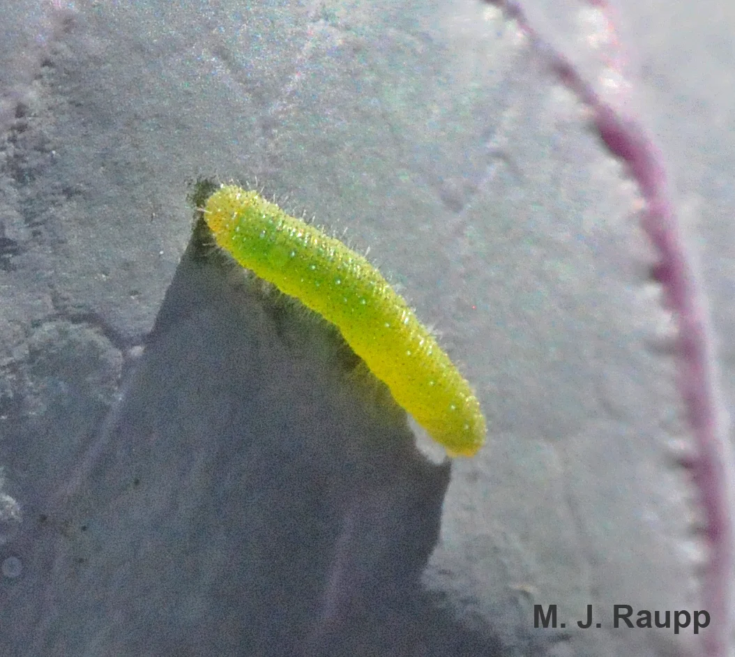 These bristly green caterpillars love to eat their vegetables.