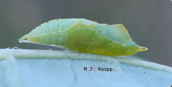 The chrysalis provides winter refuge for the cabbageworm, which emerges as a butterfly in spring.