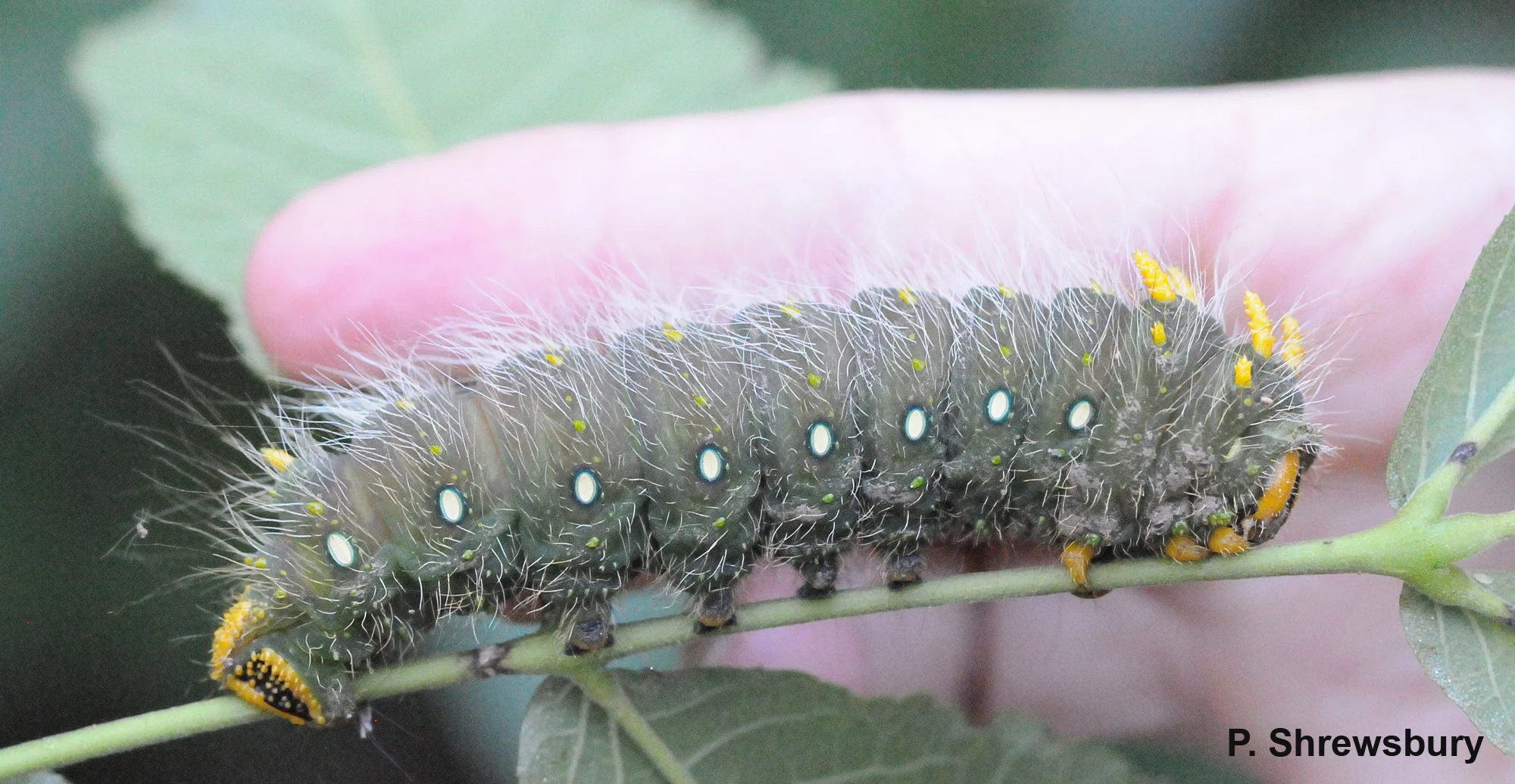 Fully the length of a pointer finger, an Imperial moth caterpillar is one of the largest larvae to be found.