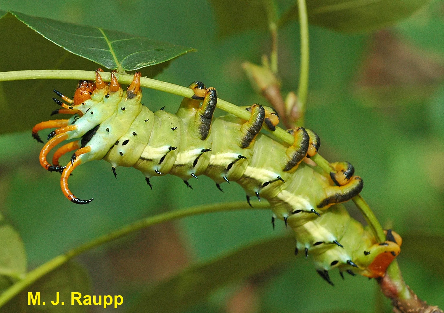 Adorned with horns and almost six inches in length, the Hickory Horned Devil is harmless unless you are a hickory tree.