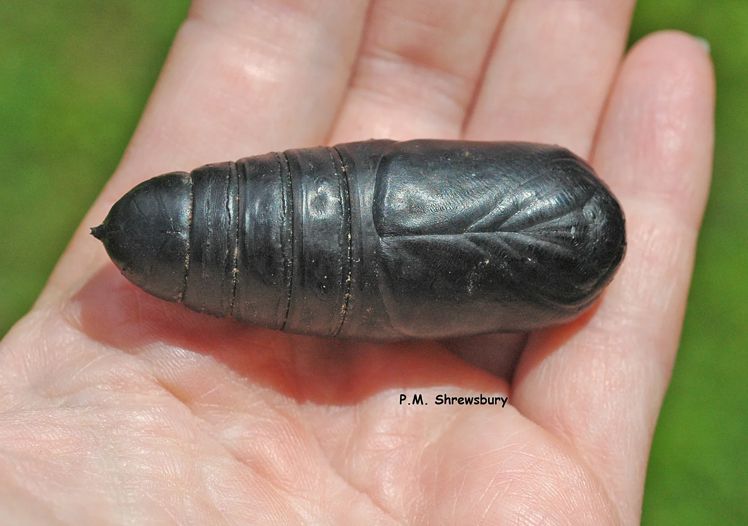 This is the largest pupa I've ever seen!