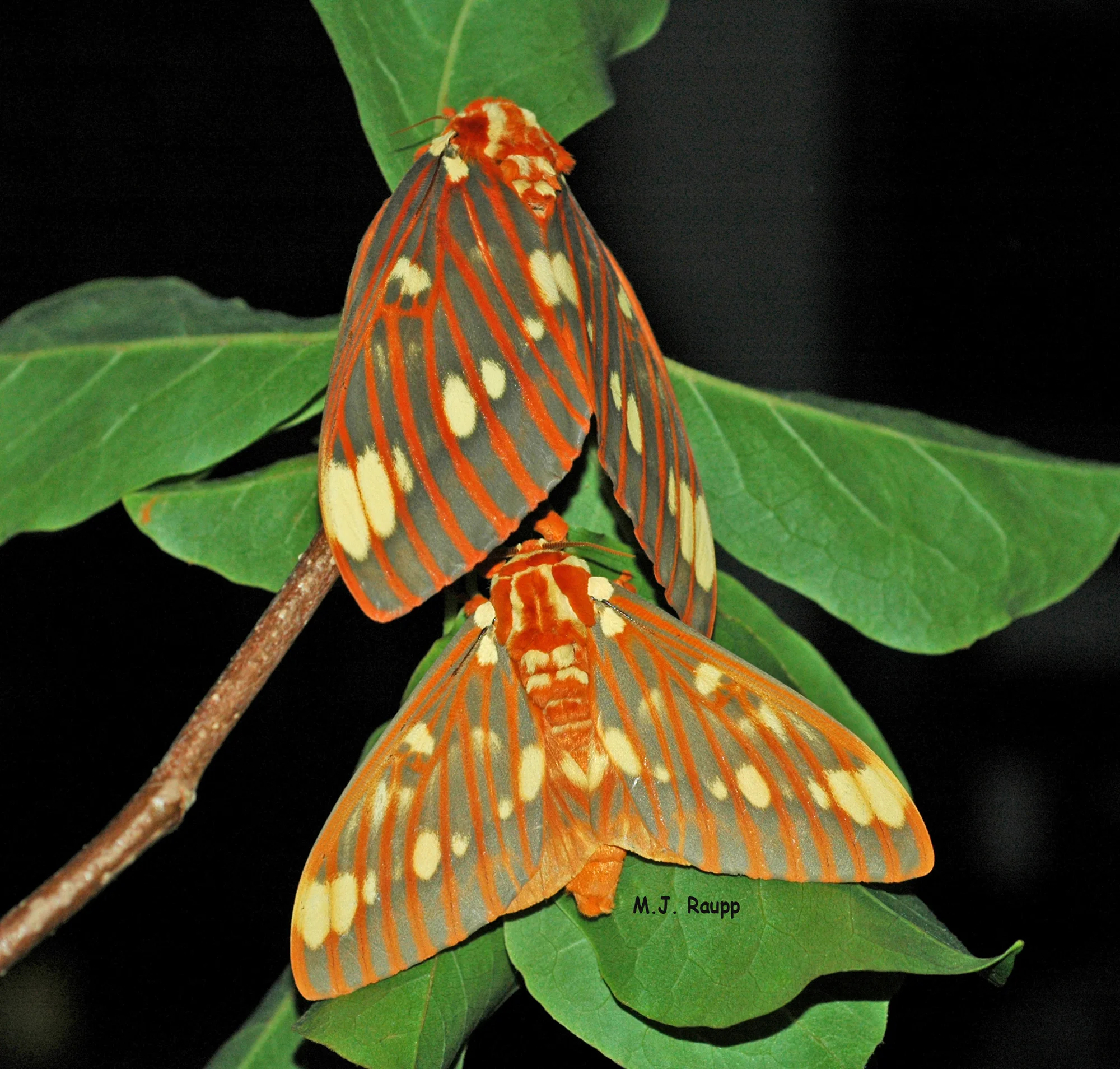 Female (above) and male (below) Royal Walnut Moths make a regal couple indeed.
