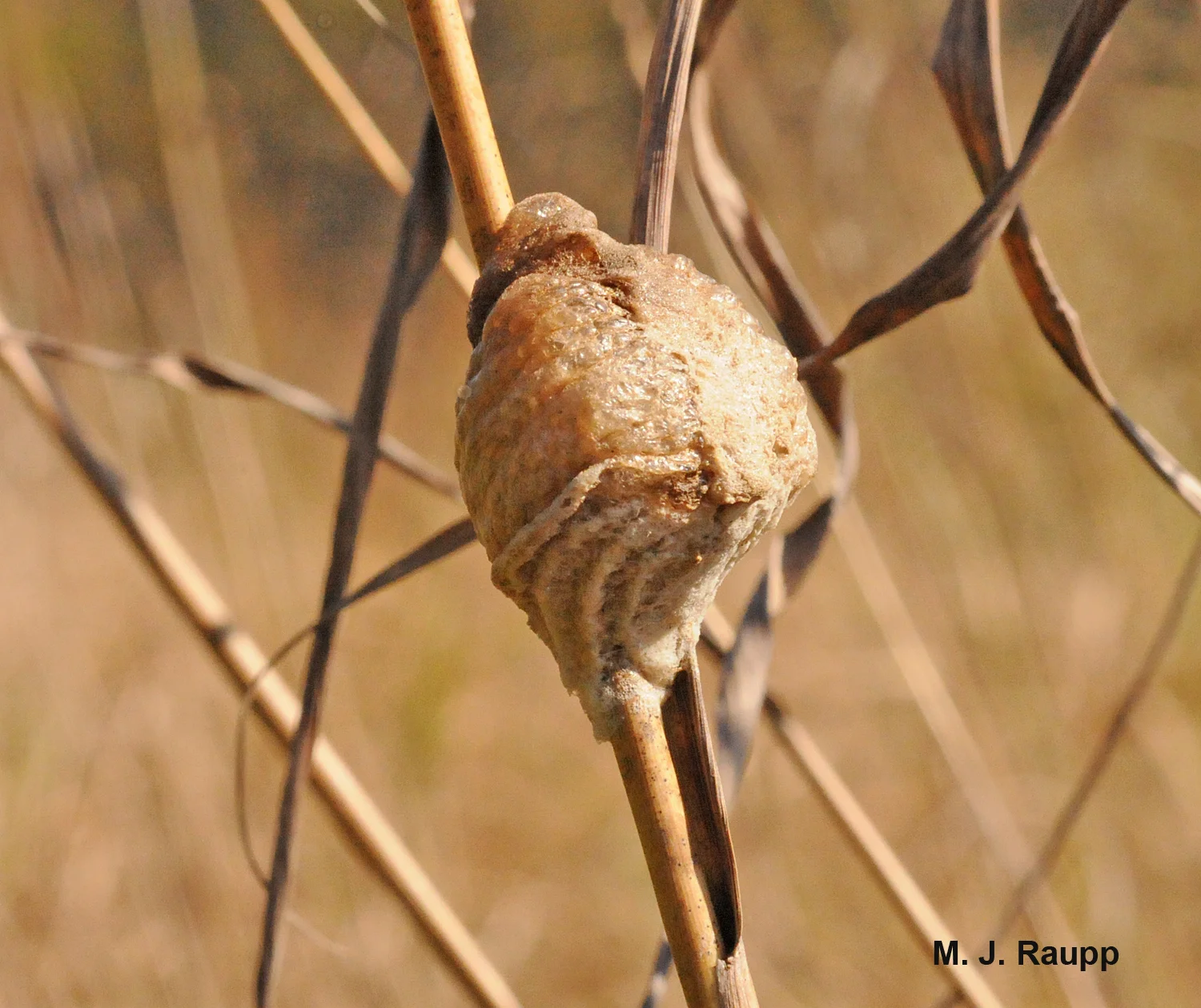 Stink bug protein is turned into mantis eggs inside an ootheca that endures winter's chill.