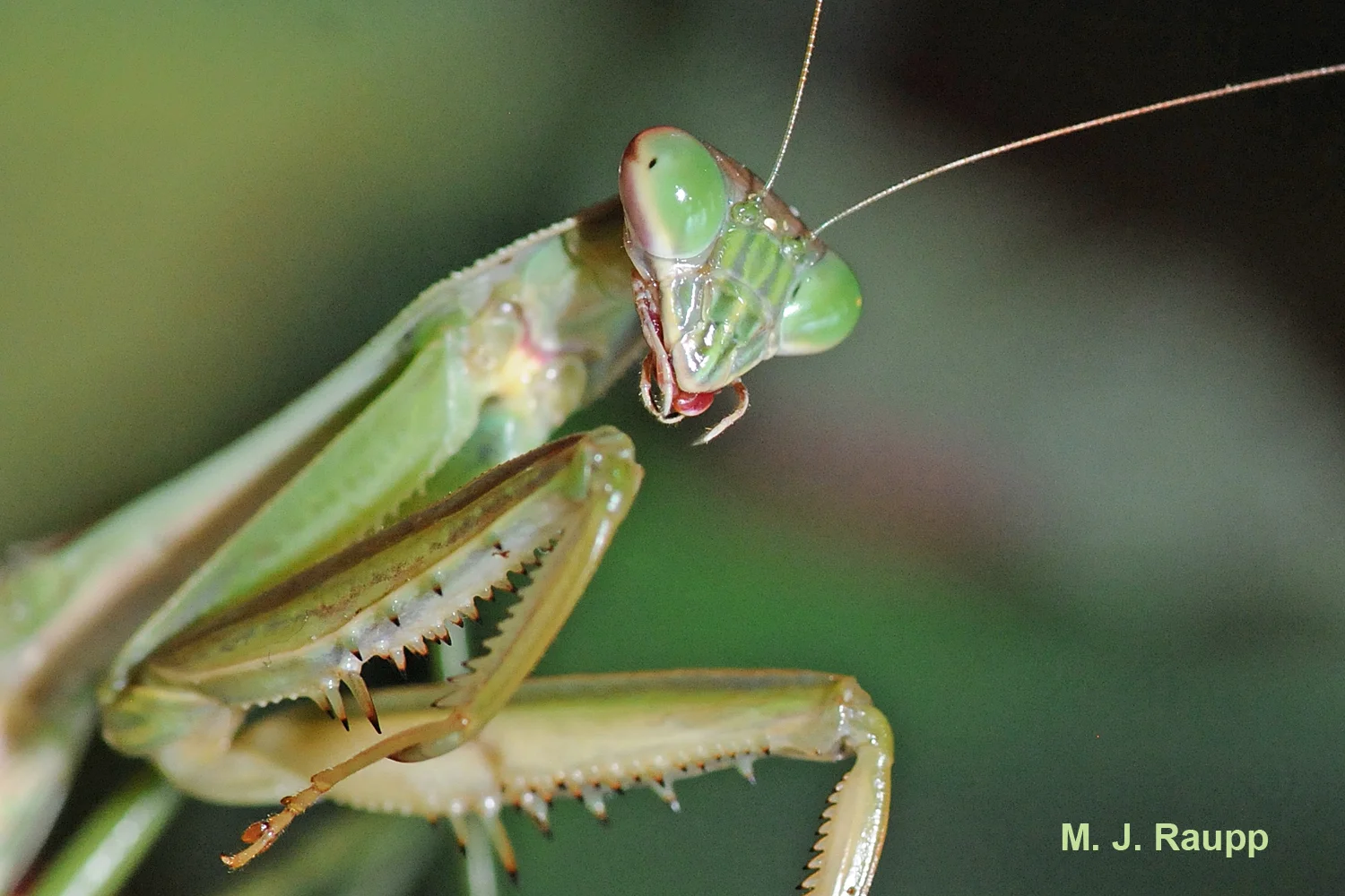 Praying Mantis