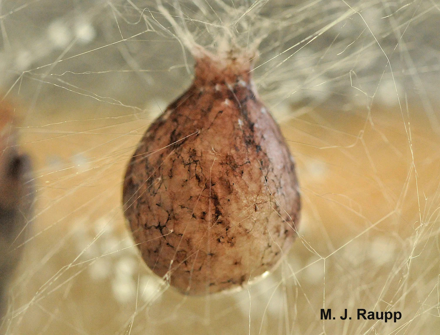 How many spiderlings will emerge from an egg case the size of a Ping-Pong ball?