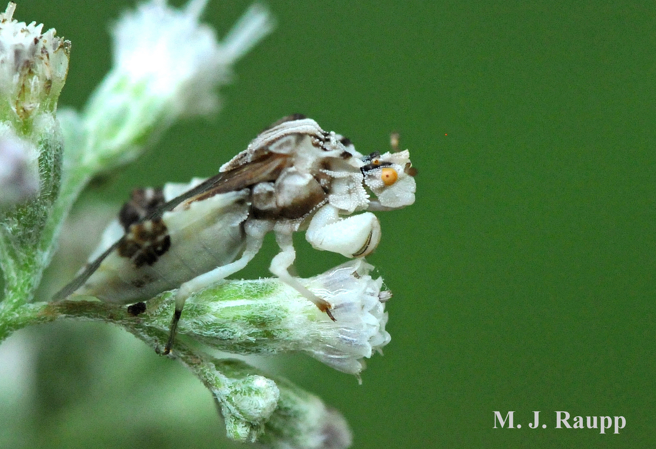 Ambush bug's enlarged forelegs allow it to snare its victim