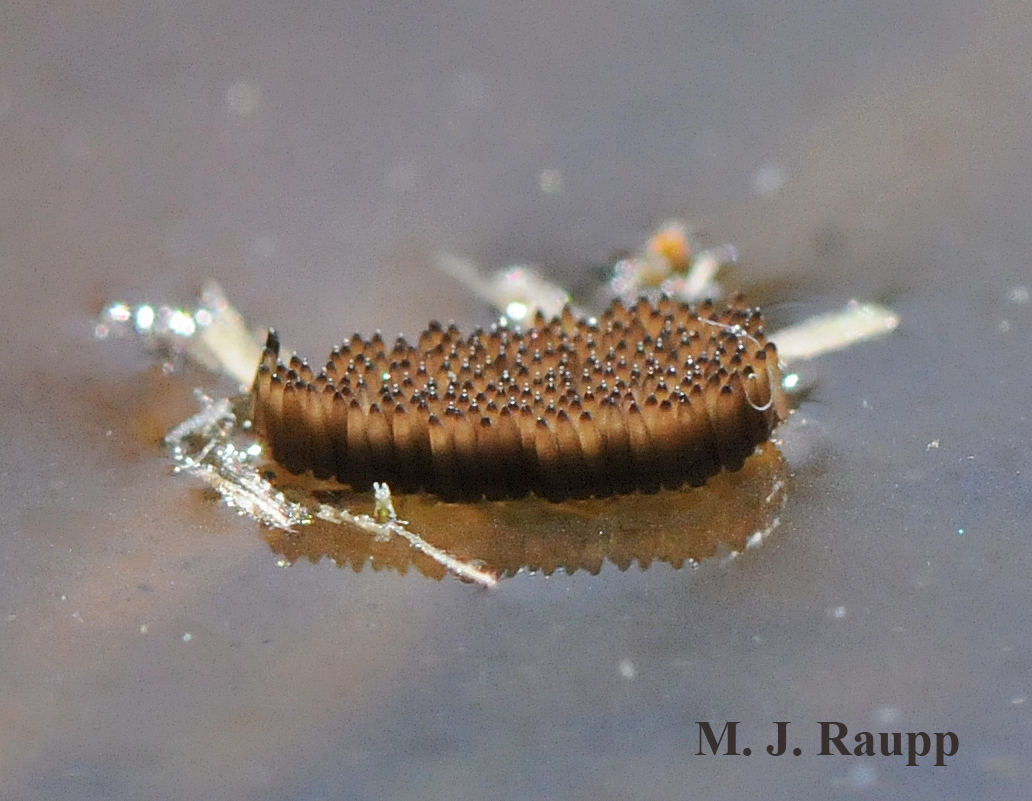 Culex mosquito egg raft