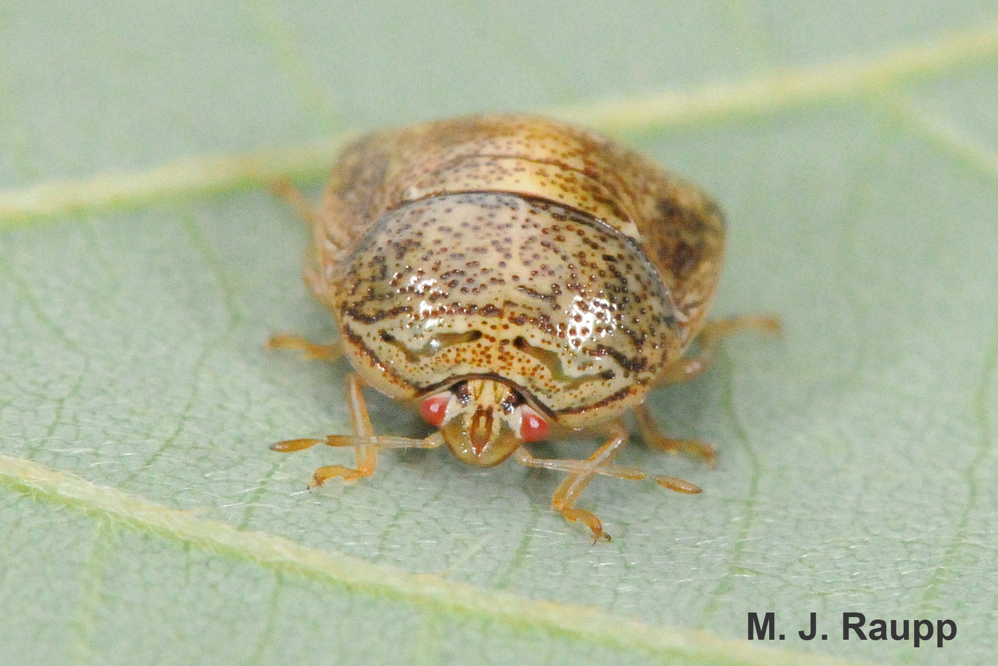 Adult kudzu bug, only 1/4 of an inch in length