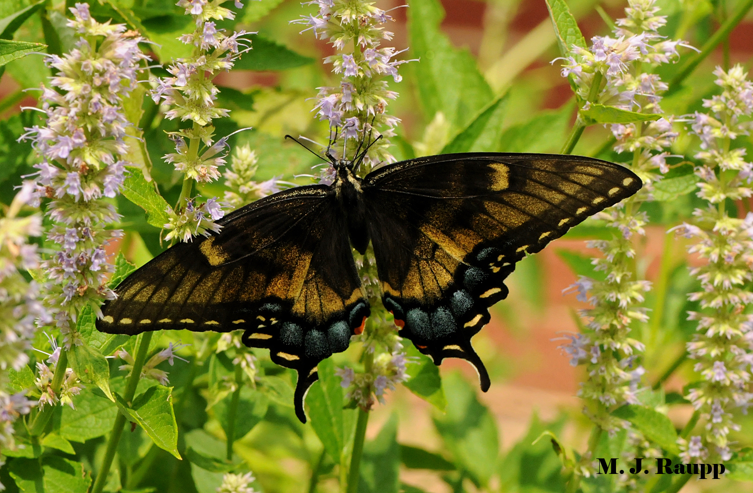 Black tiger swallowtail