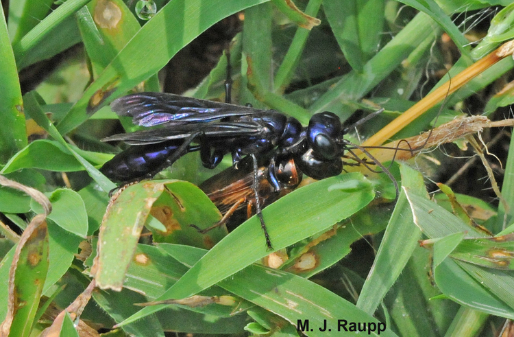 Steel-blue cricket hunter