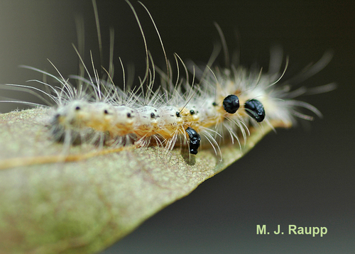 Fall webworm hosting black parasitic wasp pupae