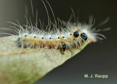 Fall webworm hosting black parasitic wasp pupae