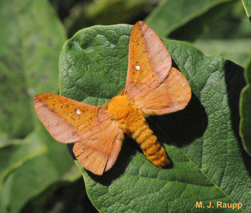 Orangestriped oakworm moth