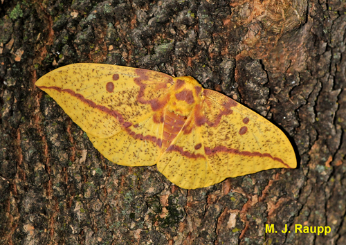 Imperial moth