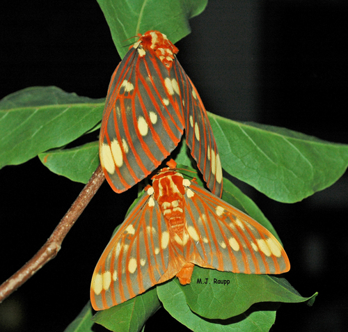 Royal Walnut Moths