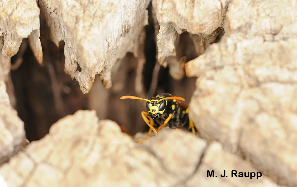  A European paper wasp guard keeps a watchful eye at the entrance to the nest.