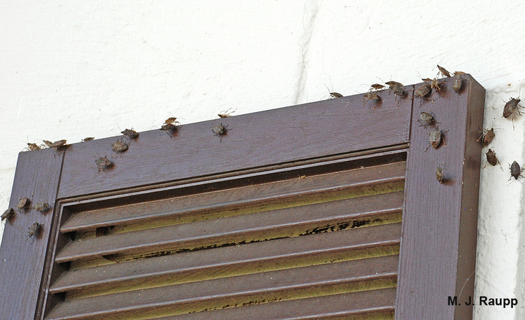 Shutters are a potential refuge for stink bugs